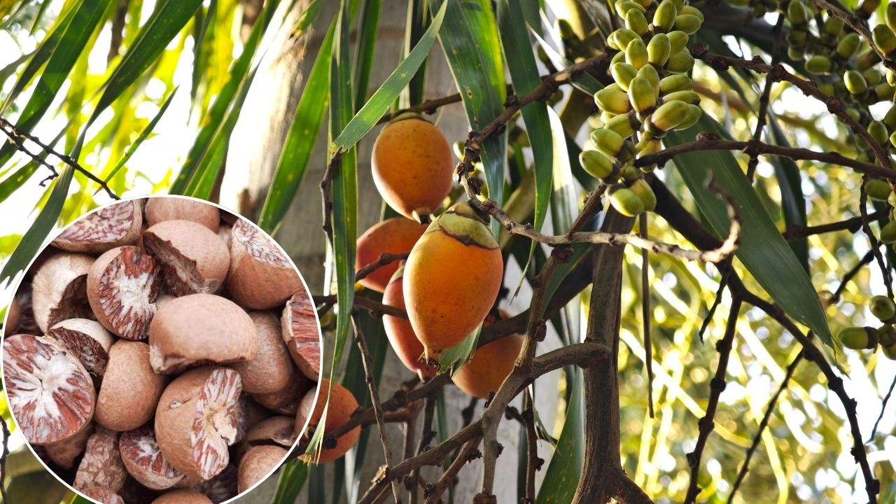 Mizoram Areca Nut Farmers Get Remunerative Prices As Smuggling From Myanmar Decreases Farmers Harvest Areca Nut Worth Rs 50 Cr This Season