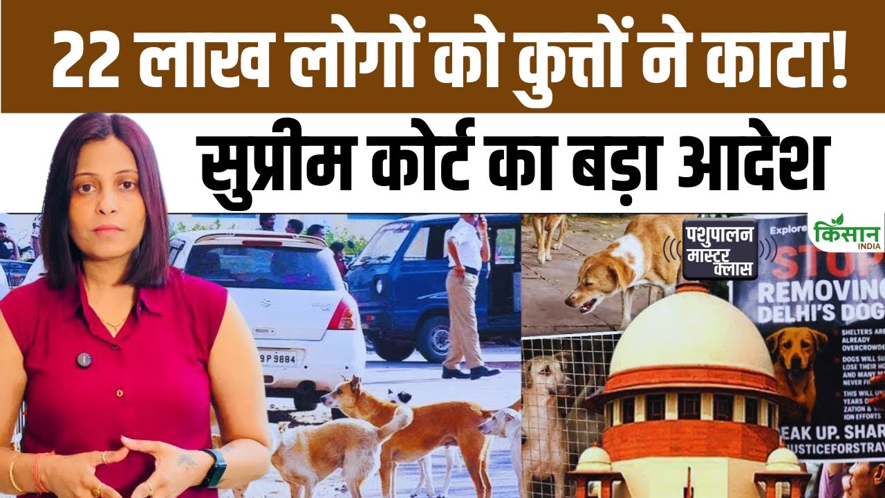 Supreme Court Decision On Stray Dogs Why Did Supreme Court Issue Orders On Stray Dogs Rabies Disease