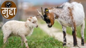 भेड़-बकरी ब्रीडिंग पॉलिसी में क्या है नया जो किसानों की गरीबी दूर कर देगा, ब्रीडर बकरों पर क्या है प्लान?