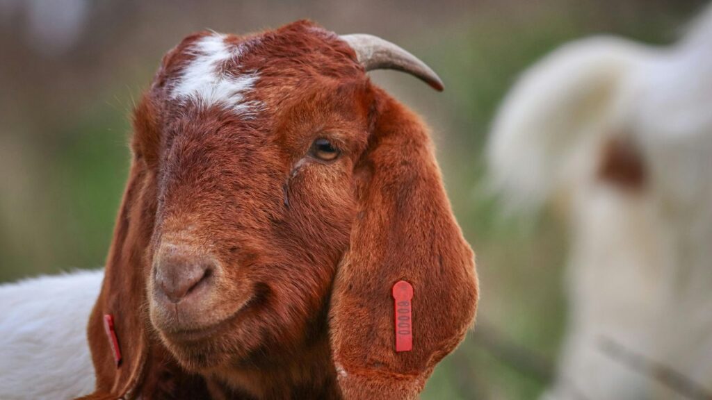 Goat Farming: साल के 12 महीने बकरियां बेर की पत्तियां बड़े चाव से खाती हैं. ठंड के मौसम में तो ये उनकी सबसे पसंदीदा फूड बन जाती हैं, क्योंकि इनमें प्राकृतिक मिठास होती है.