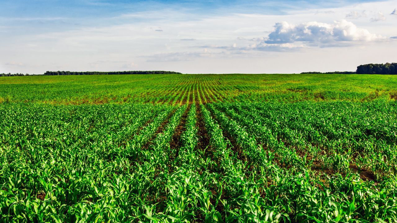Tips For Farmers Low Cost Winter Green Manure Crop That Restores Soil Health Boosts Rabi Yield