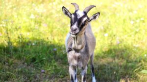 टोगेनबर्ग बकरी से हर महीने होगी लाखों की कमाई, देती है रोजाना 3 लीटर दूध टोगेनबर्ग बकरी से हर महीने होगी लाखों की कमाई, देती है रोजाना 3 लीटर दूध