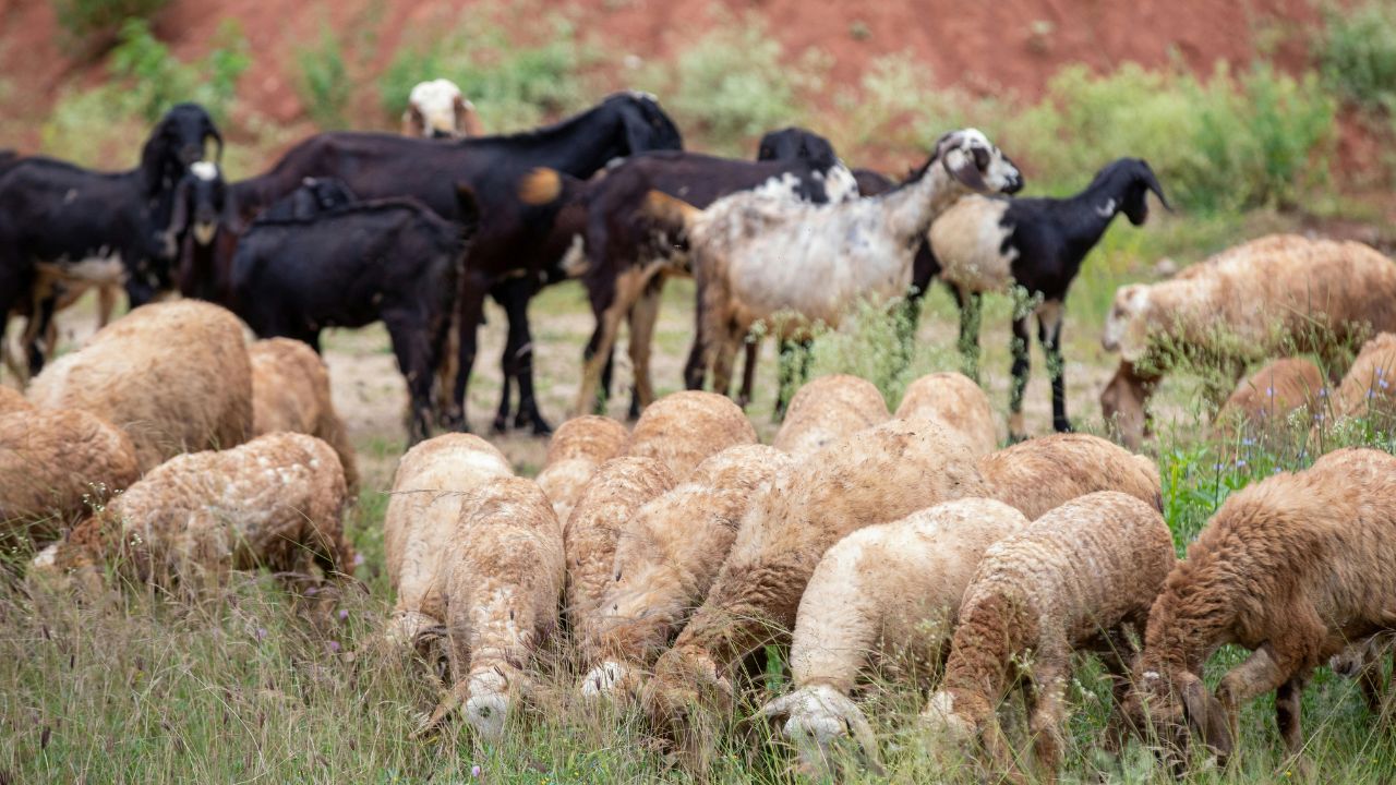 These Five Sheep Provide Both Wool And Meat Learn About Their Identification And Rearing
