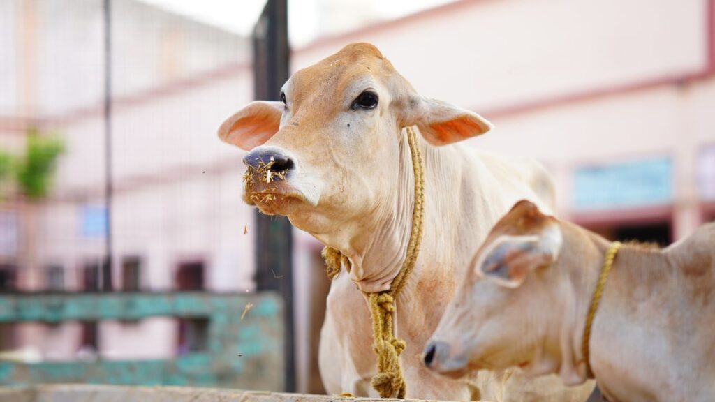 Dairy Farming: गाओलाओ, कोसली, कोंकण कपिला, घुमुसारी और कृष्णा वैली जैसी देसी नस्लें तेजी से लोकप्रिय हो रही हैं क्योंकि ये कम चारे में भी अच्छा दूध उत्पादन देती हैं और देखभाल में ज्यादा खर्च नहीं मांगतीं. Dairy Farming: गाओलाओ, कोसली, कोंकण कपिला, घुमुसारी और कृष्णा वैली जैसी देसी नस्लें तेजी से लोकप्रिय हो रही हैं क्योंकि ये कम चारे में भी अच्छा दूध उत्पादन देती हैं और देखभाल में ज्यादा खर्च नहीं मांगतीं.