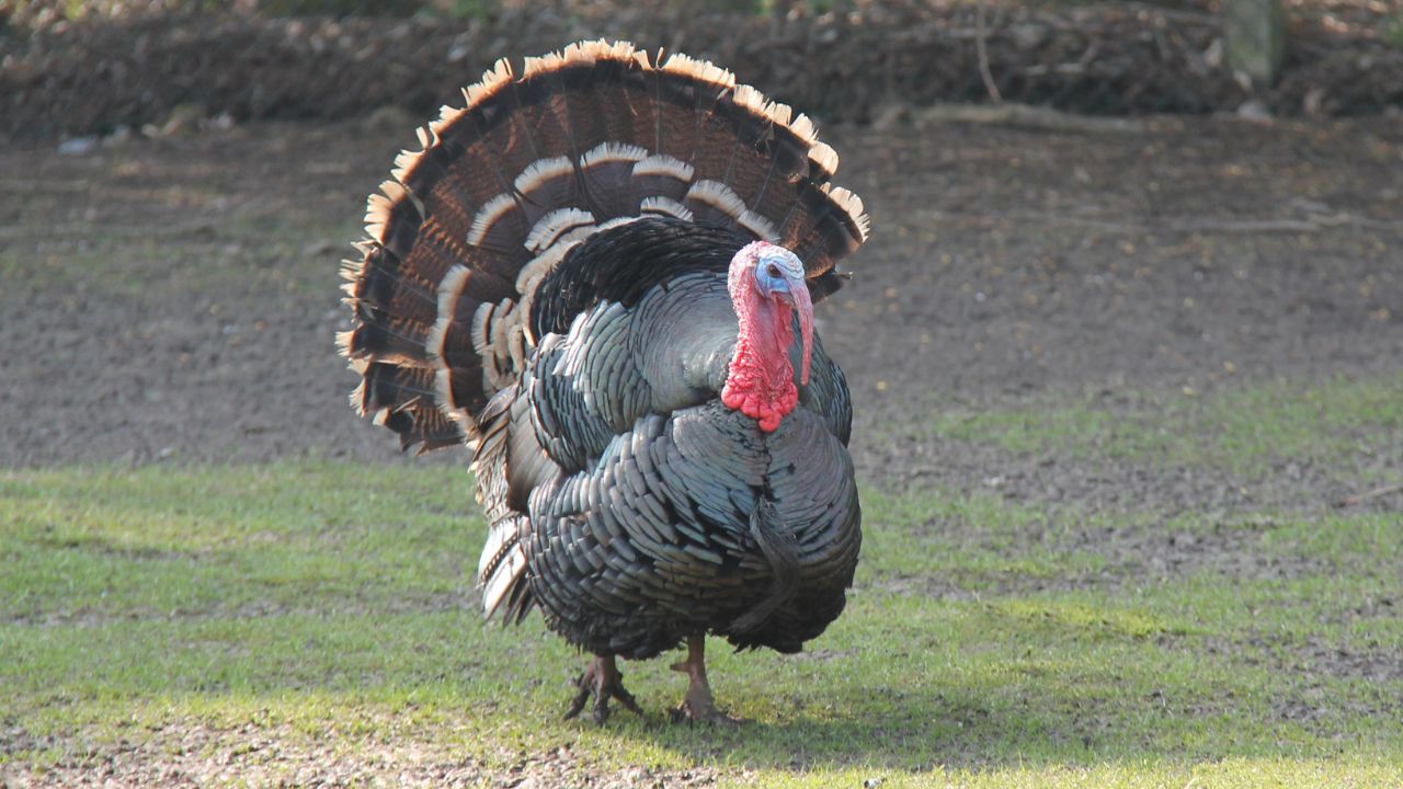 Turkey Farming