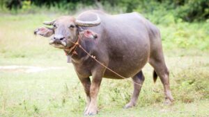 दुधारू पशुओं के लिए 10 लाख बीमा कवर, गांव-गांव शिविर और मोबाइल रजिस्ट्रेशन से लाभ उठाएं