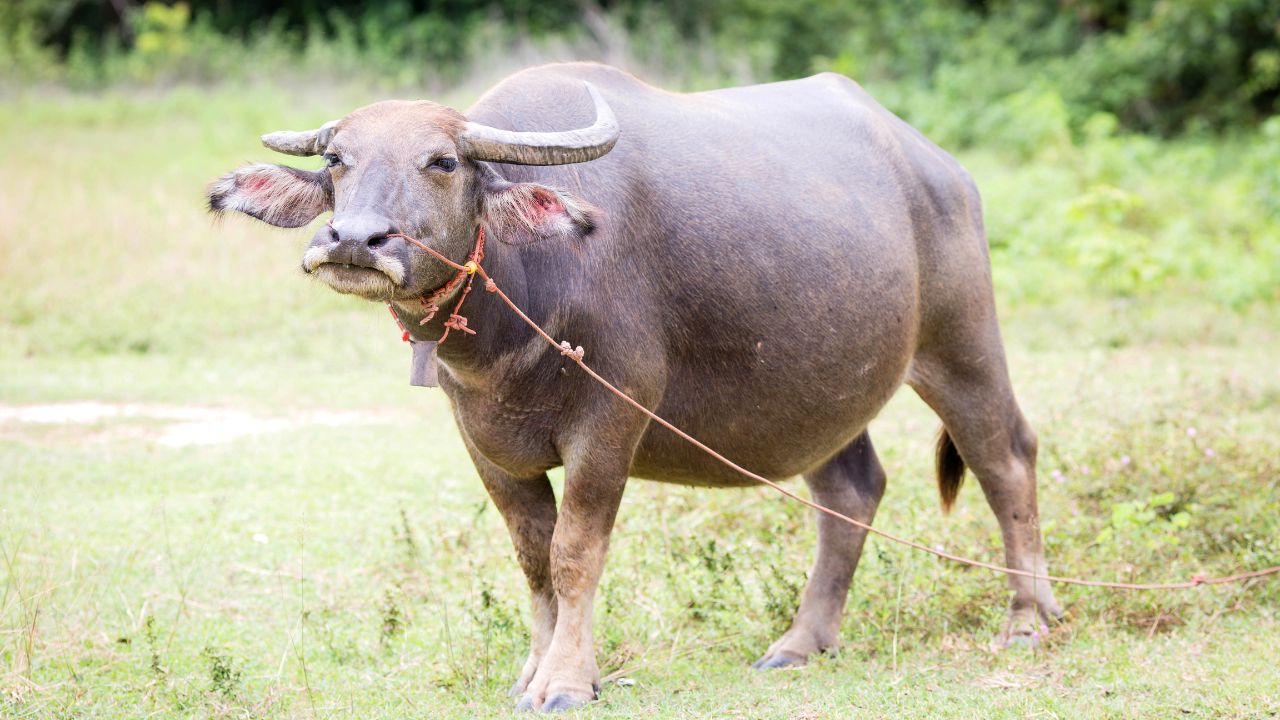 10 Lakh Insurance Cover Dairy Animals Village To Village Camps And Mobile Registration Simplify Process