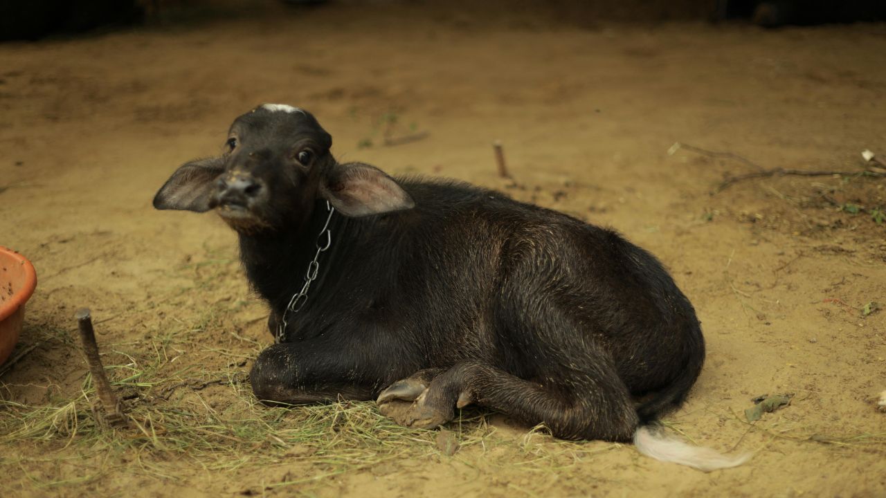 Desi Laddus Powerful Tonic Animals Cold Maintaining Strength And Agility Throughout Winter