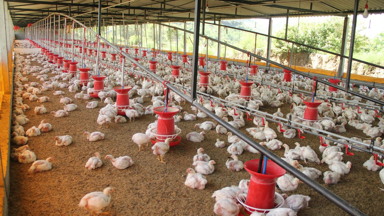 Poultry Farming Winter Poses Major Challenge Maintaining Right Temperature Increase Weight And Profits Rapidly