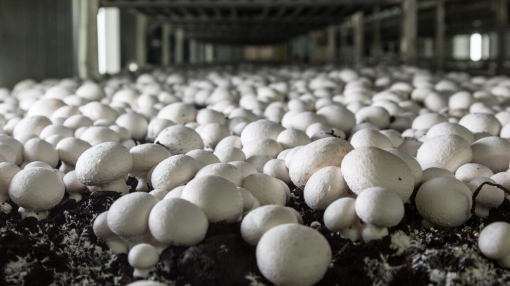 Mushroom Farming