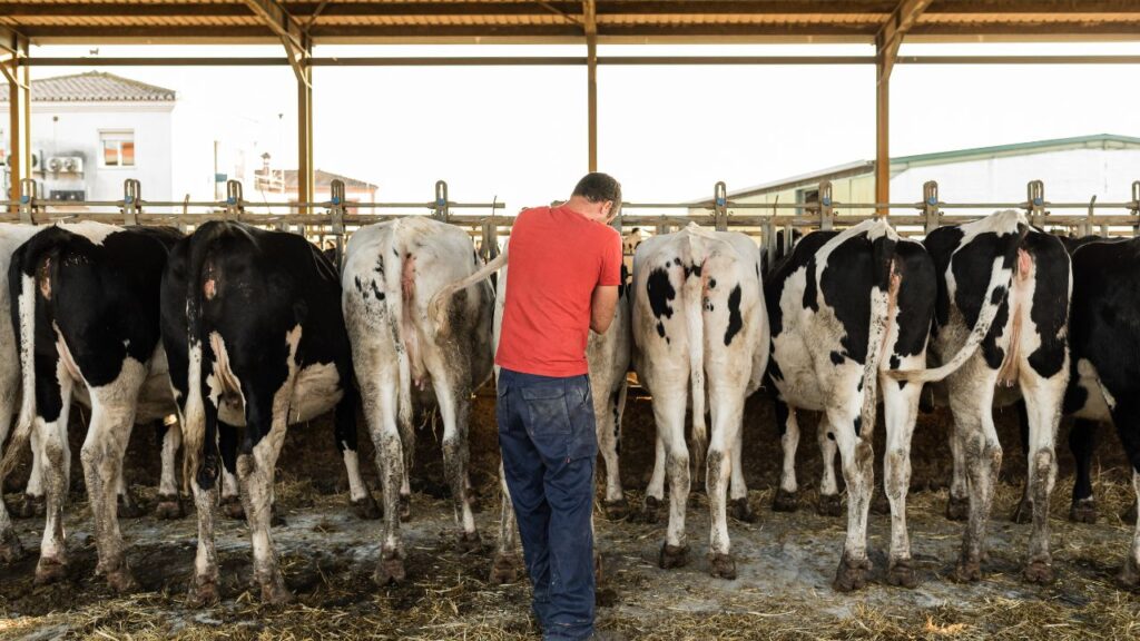 Artificial Insemination