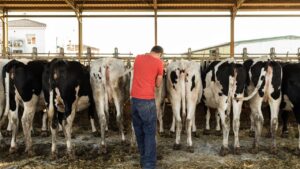 कृत्रिम गर्भाधान से बदली पशुपालन की तस्वीर, गांवों में बढ़ा दूध उत्पादन और किसानों की कमाई कृत्रिम गर्भाधान से बदली पशुपालन की तस्वीर, गांवों में बढ़ा दूध उत्पादन और किसानों की कमाई