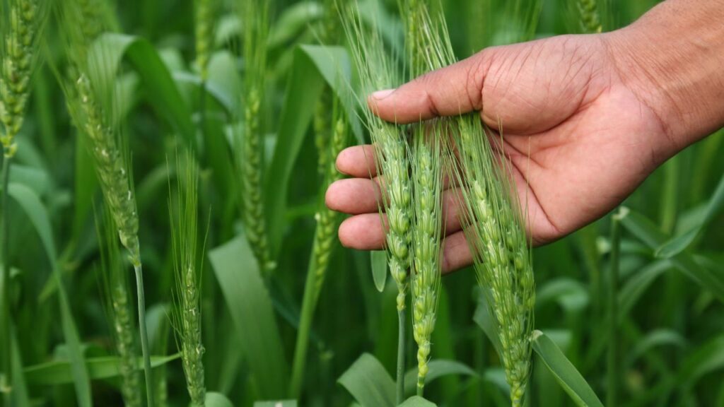 Wheat Farming