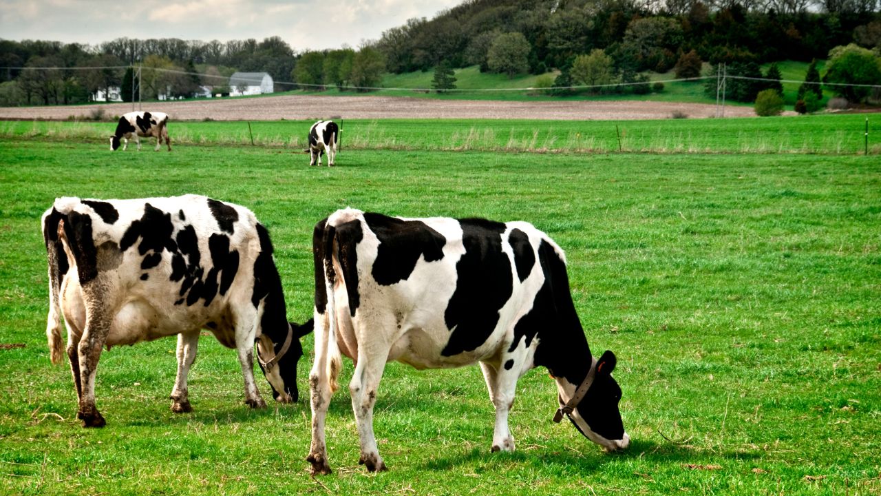 Now Start Dairy Business Easily Government Providing 90 Percent Loan And Interest Subsidy