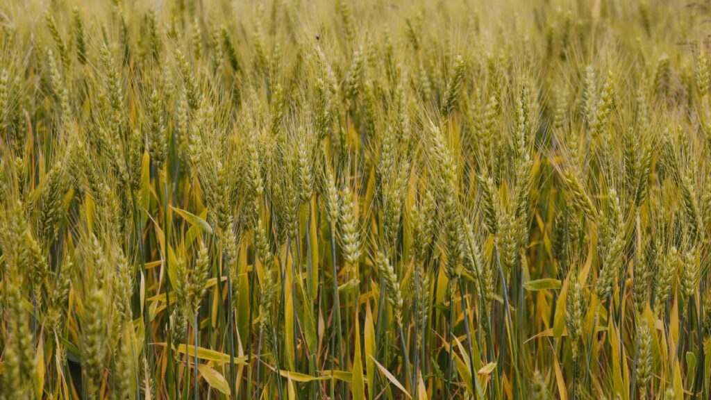 HD यानी ‘Hindustan Developed’ — ये किस्में भारतीय कृषि अनुसंधान संस्थान (IARI), नई दिल्ली में विकसित होती हैं, जिनमें HD 2967 और HD 3086 जैसी हाई-यील्डिंग वैरायटी लोकप्रिय हैं.
