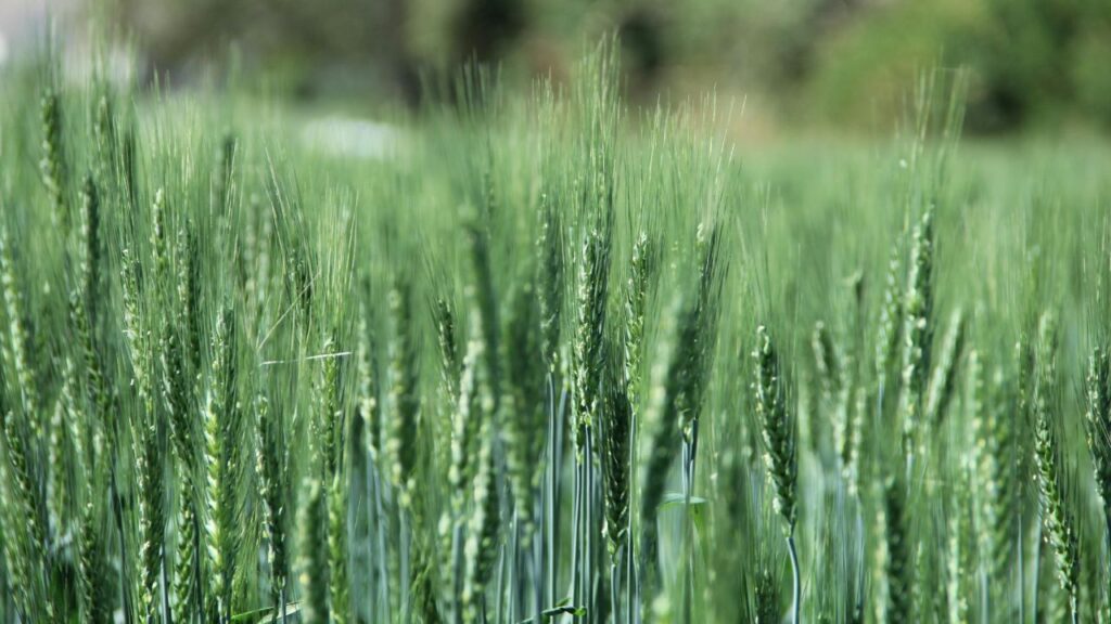 DBW से शुरू होने वाली किस्में — ये गेहूं की वैरायटी करनाल स्थित ICAR–Indian Institute of Wheat and Barley Research द्वारा विकसित की जाती हैं, जो उच्च उपज और रोग-प्रतिरोध के लिए जानी जाती हैं.
