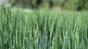 गेहूं बुवाई में देरी से घट जाती है पैदावार, घाटे से बचना है तो 25 नवंबर से पहले जरूर कर लें बुवाई