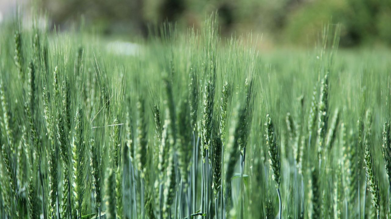 wheat sowing Delay reduces yield
