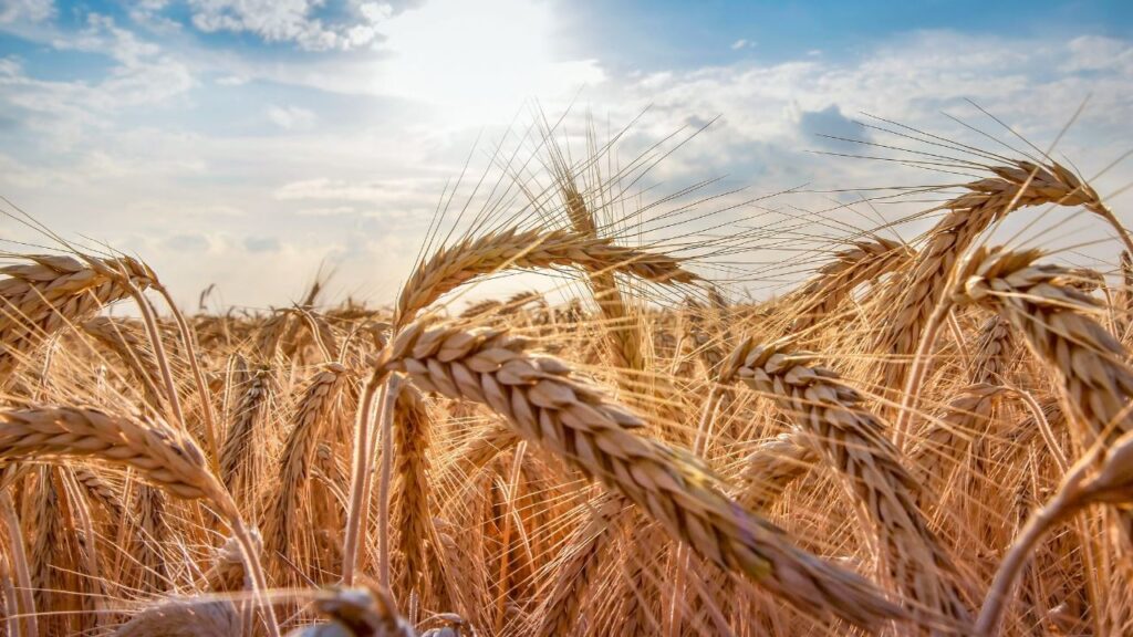 WH का अर्थ ‘Wheat of Haryana’ — चौधरी चरण सिंह हरियाणा कृषि विश्वविद्यालय, हिसार द्वारा विकसित WH श्रृंखला की किस्में कम पानी और विविध परिस्थितियों में भी बेहतर प्रदर्शन करती हैं.
