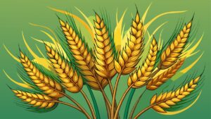 गेहूं में खरपतवार खत्म करने के लिए रामबाण हैं ये दवाएं! कृषि विभाग ने बताया इस्तेमाल का तरीका