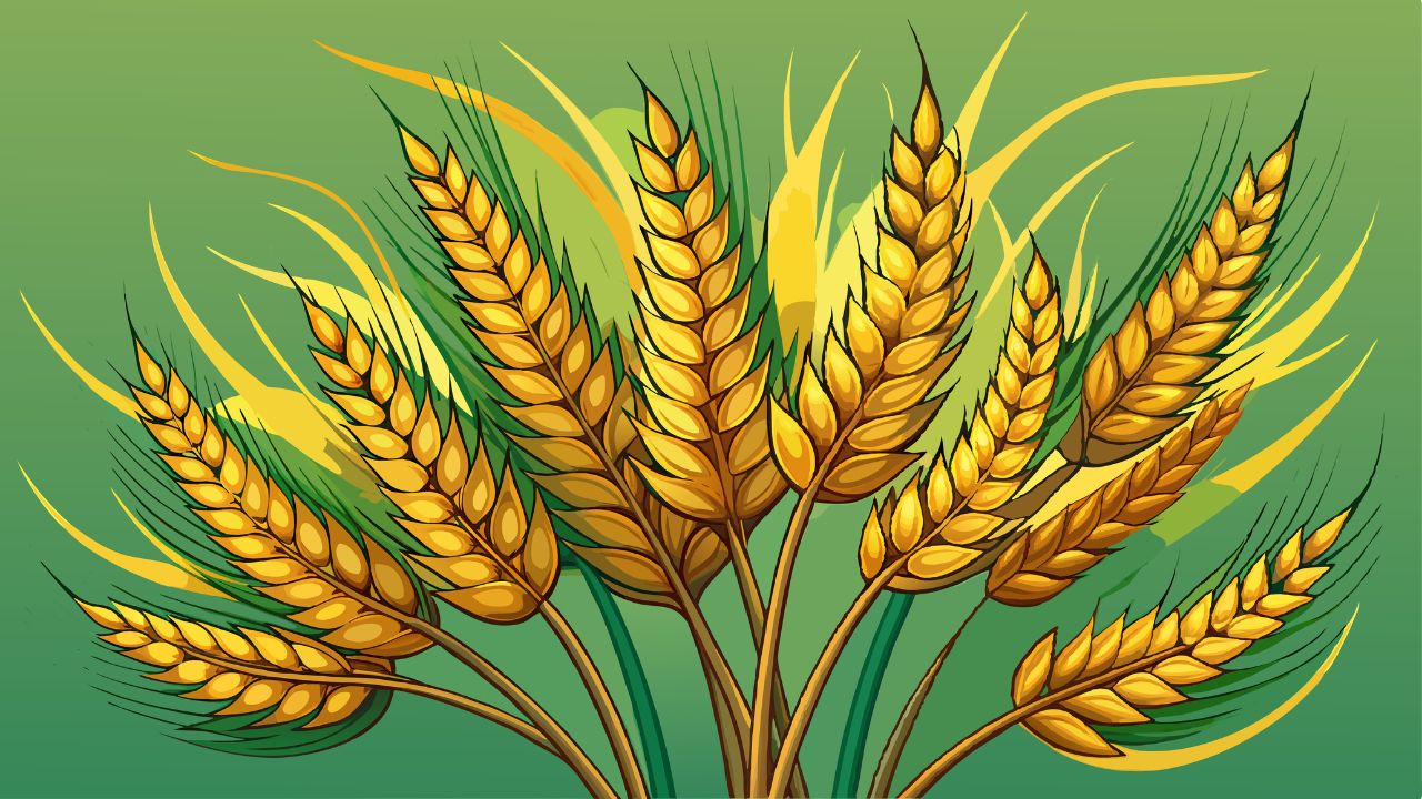 Wheat Weed Issue 5 Effective Weed Control Agents For Wheat Crops Up Agriculture Department Explained How To Use Medicines