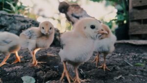 Poultry Business: कम दाने में तैयार होंगी मोटी मुर्गियां, ये देसी तरीका देगा किसानों को शानदार मुनाफा