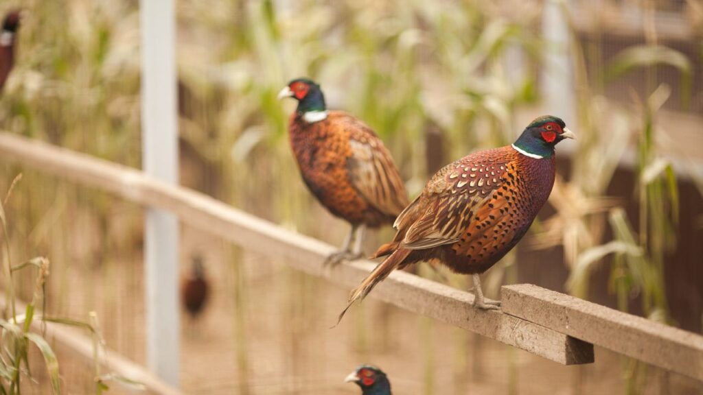 Pheasant Farming