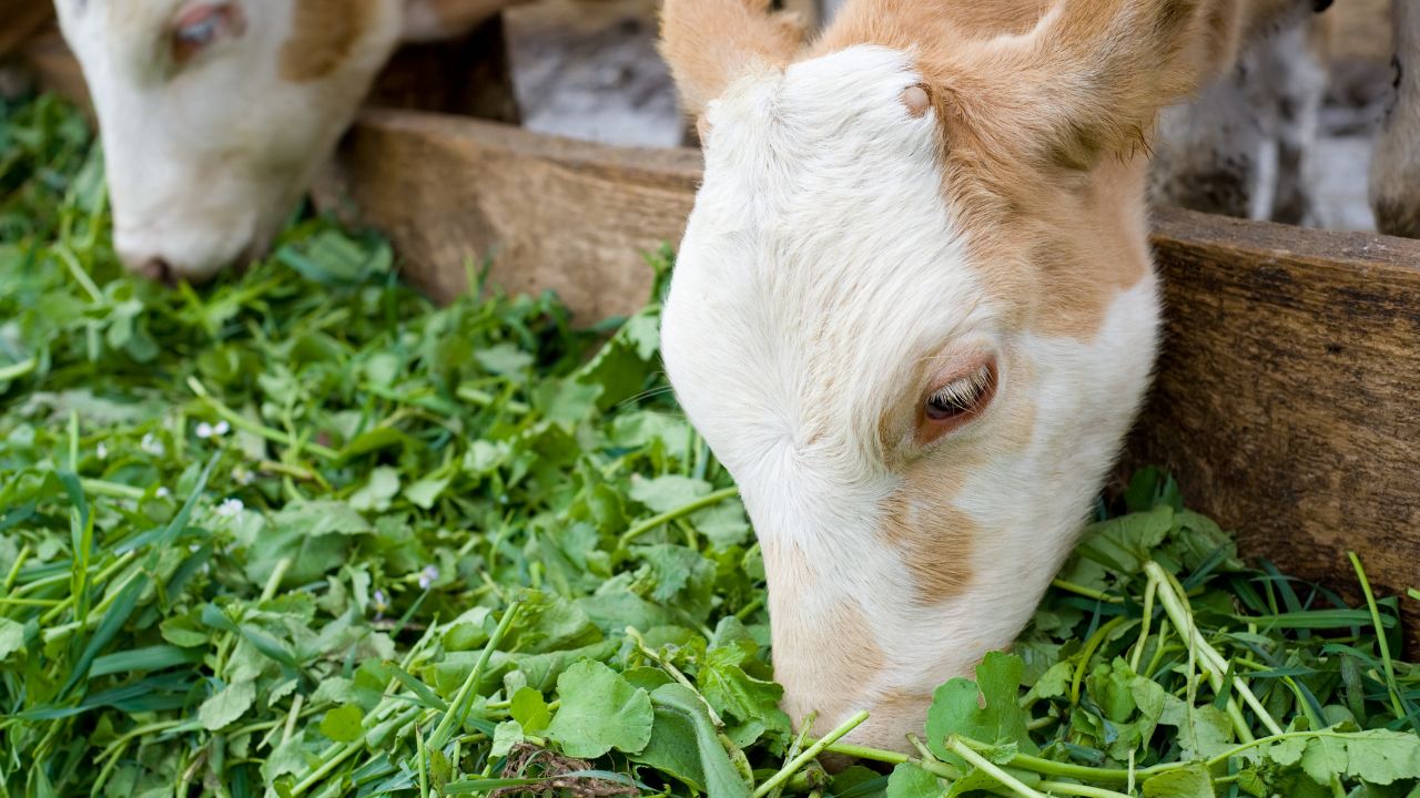 Feeding These Special Green Grasses Make Animals Produce More Milk Very Useful Information Farmers
