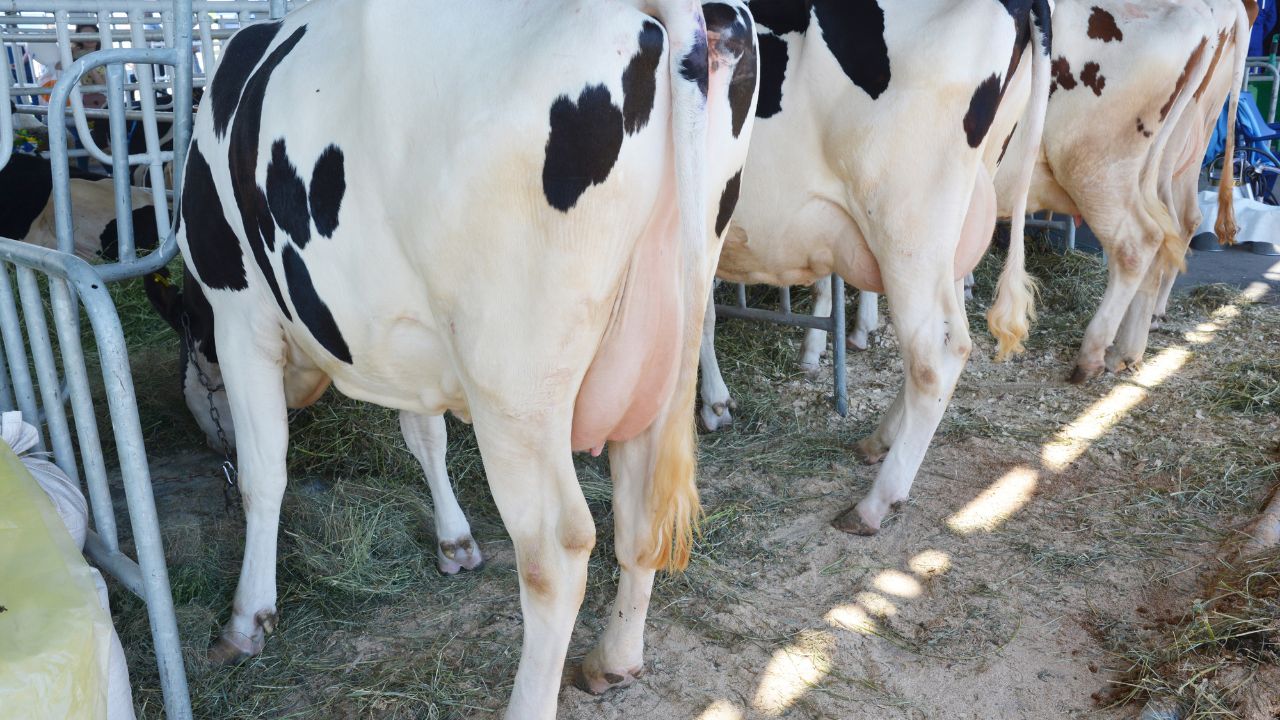 Thanaila Rog You Notice Swelling Udder Consider It Warning Signal Mastitis Silently Causing Great Damage