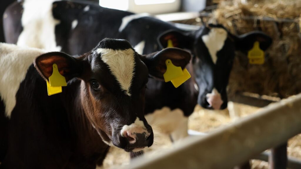 Cattle Farming: सर्दी के मौसम में पशुओं को बीमारियों से बचाने के लिए समय पर टीकाकरण करवाना बेहद जरूरी है. इसके साथ ही कीड़े मारने की दवाएं नियमित रूप से दें. इन छोटी-छोटी सावधानियों से पशु स्वस्थ रहेंगे और उनकी उत्पादन क्षमता बरकरार रहेगी.