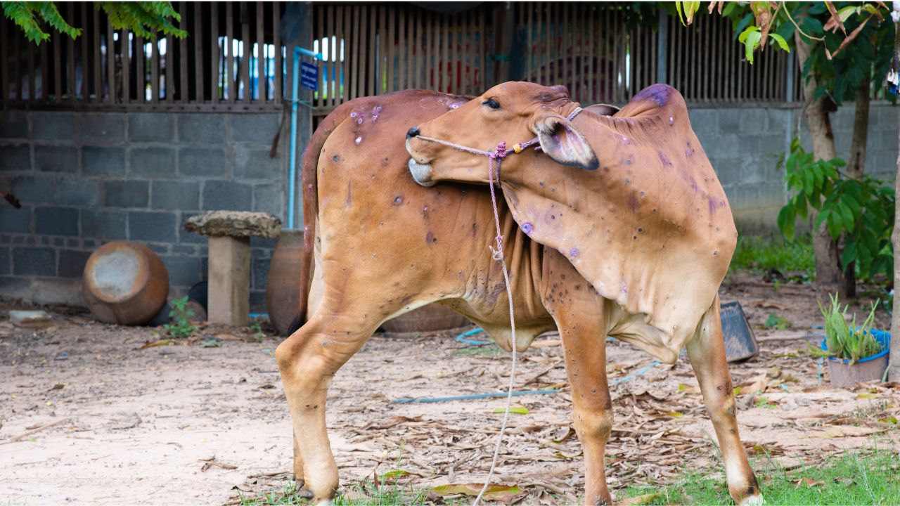 Lumpy Skin Disease Causes Panic Animal Husbandry Department Issues Alert And Preventive Instructions