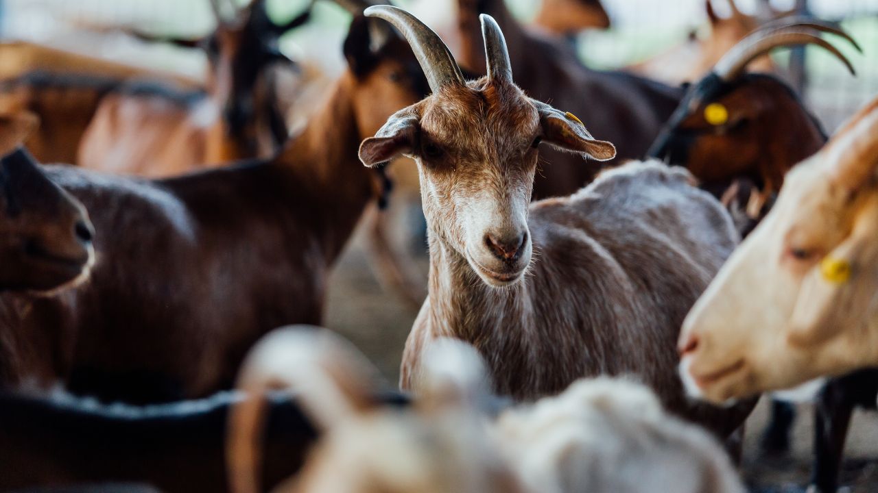 Goat Farming