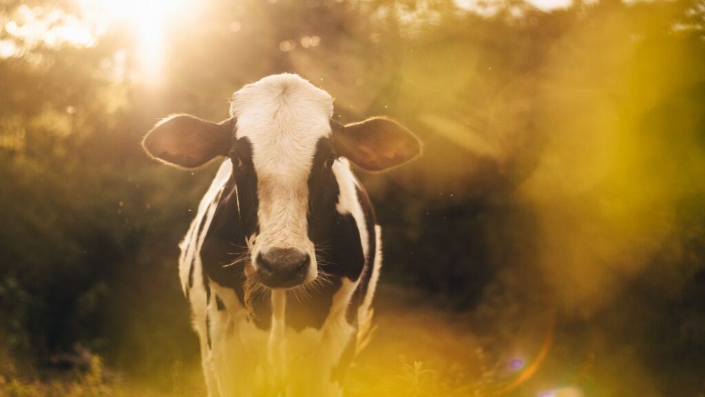 पशु के हीट में न आने के पीछे पोषण की कमी, कमजोर शरीर, गलत खान-पान, प्रसव के बाद ठीक से देखभाल न होना और हार्मोनल असंतुलन जैसी कई वजहें होती हैं. यदि इनको समय पर ठीक न किया जाए, तो पशु कई-कई महीनों तक हीट में नहीं आता.