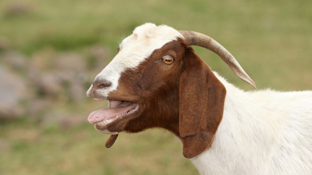 Goat Farming Tips: बकरी पालकों के अनुसार, बकरियां गाय-भैंसों की तरह भारी चारा नहीं खातीं. इन्हें भूसा भी कम पसंद होता है. पूरे साल ये पेड़ों की पत्तियों पर ज्यादा निर्भर रहती हैं, जिससे इन्हें प्राकृतिक पोषण मिलता है.