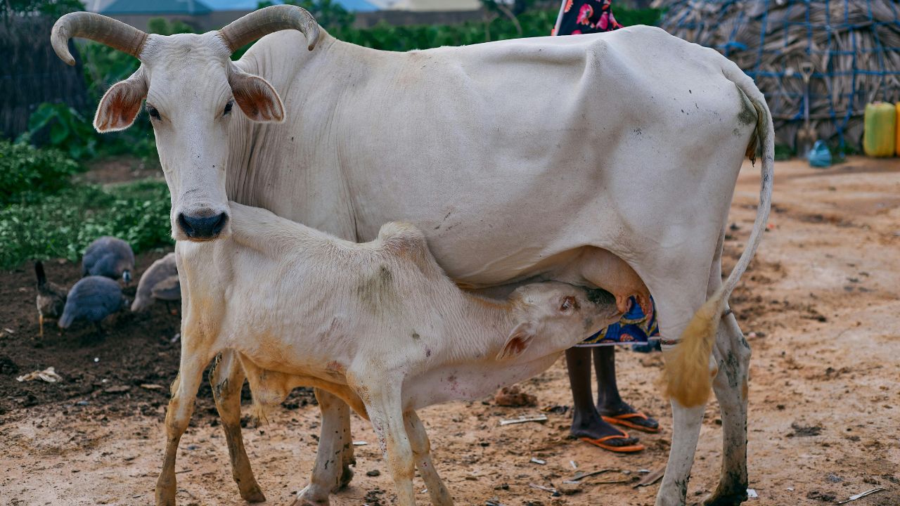 Husbandry Tips If Cold Gets Worse Dont Worry These Home Remedies Keep Your Animals Warm Healthy And Happy