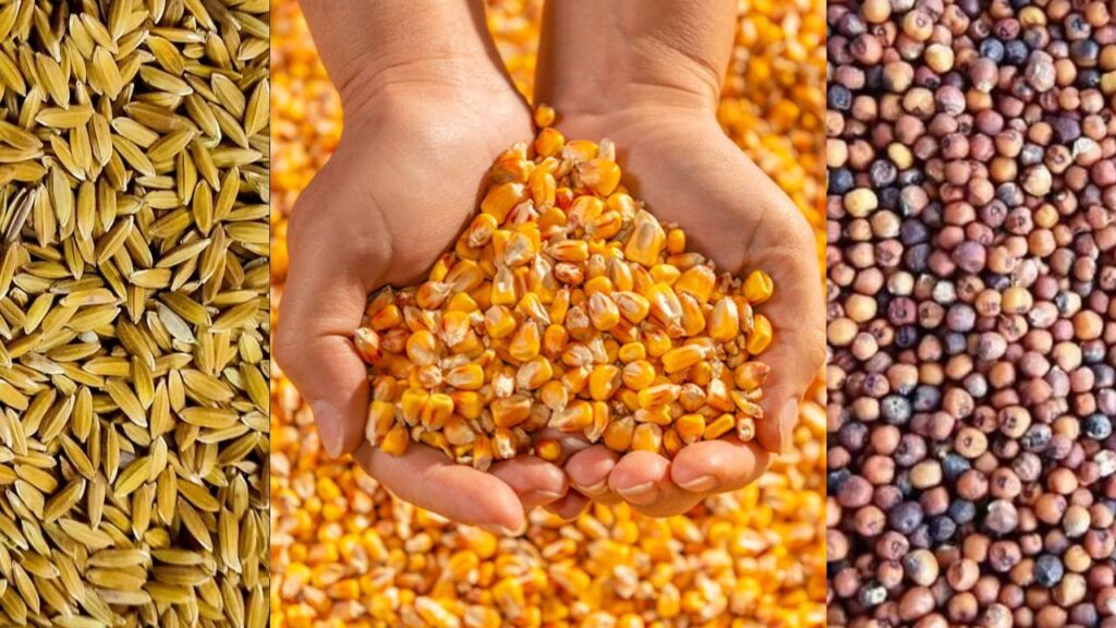 Gujarat Begins MSP Procurement Today for Major Kharif Crops — Check How Much You Will Earn for Each Crop