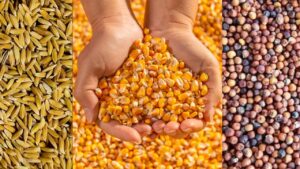 गुजरात में आज से MSP पर शुरू हुई फसल खरीदी, जानिए किस फसल पर मिलेगा कितना दाम