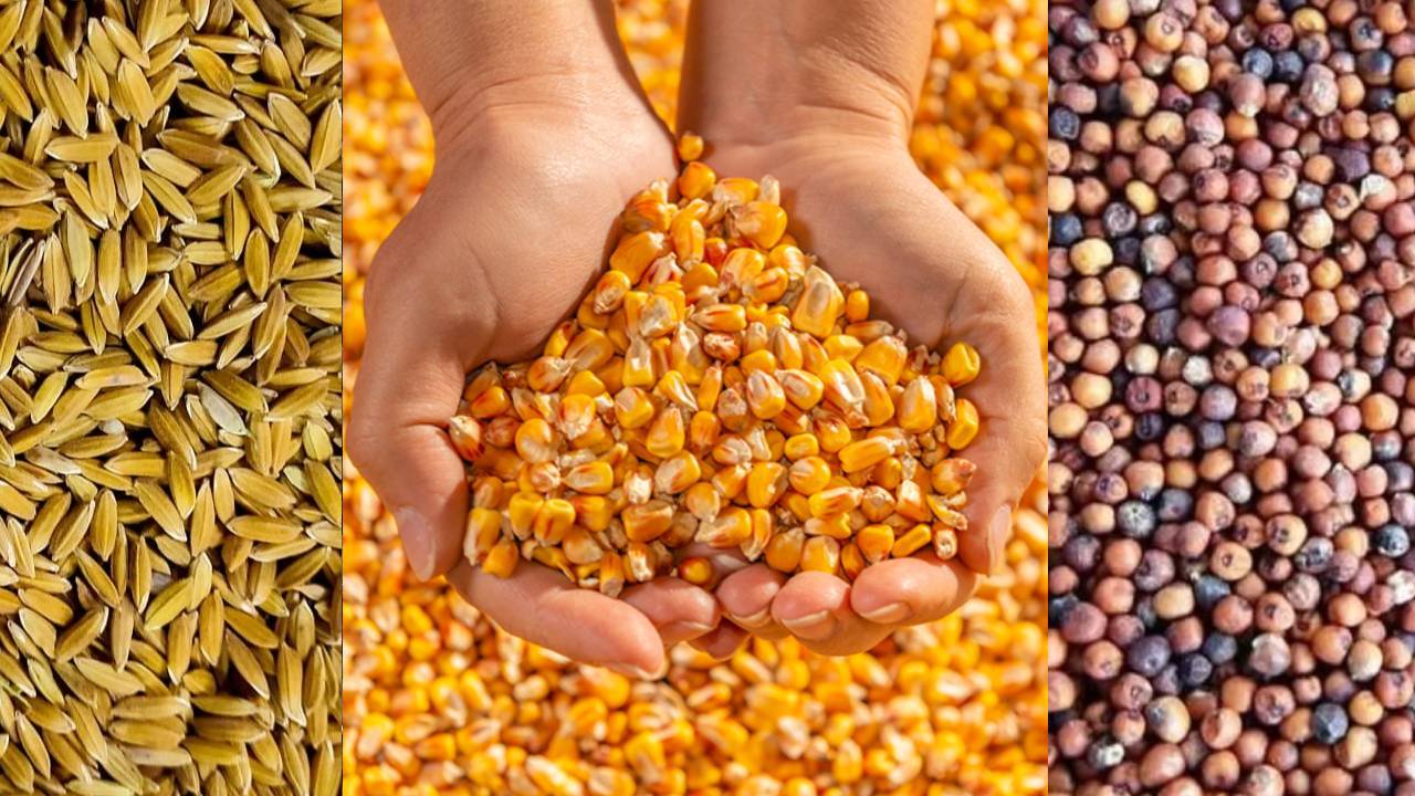 Gujarat Begins MSP Procurement Today for Major Kharif Crops — Check How Much You Will Earn for Each Crop