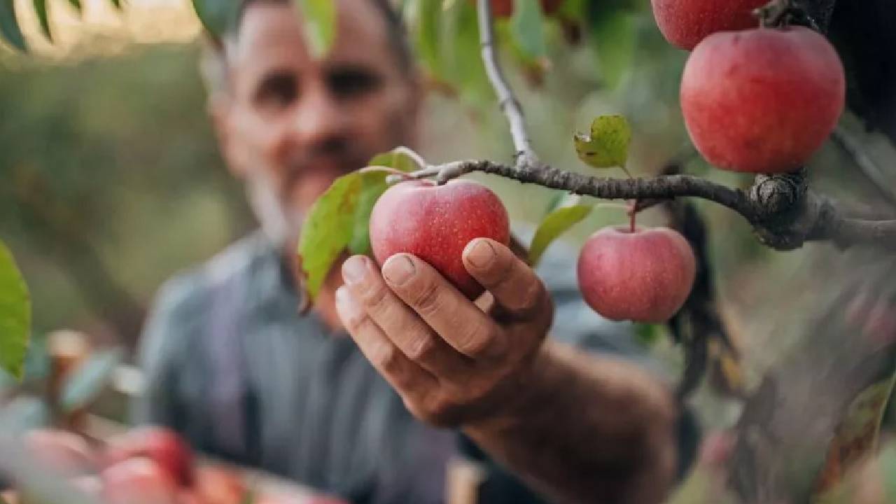 Kashmir turns to organic farming amid rising pesticide-linked cancer cases