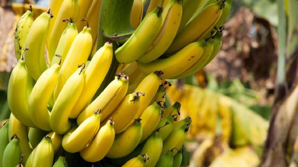 India Eyes Global Banana Dominance as Maharashtra Expands Cultivation and Boosts Exports