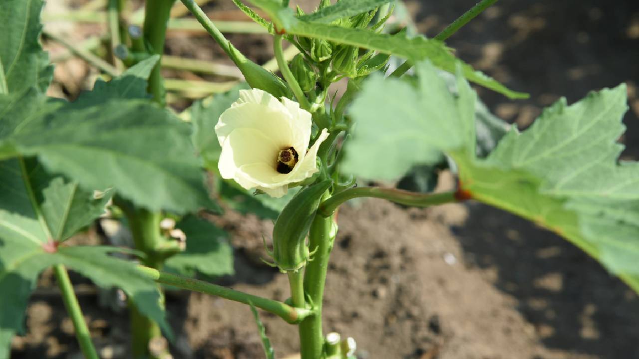 Okra Farming On Barren Land How Farmers Can Earn Lakhs In 50 Days With Parbhani Kranti And Pusa A4 Varieties