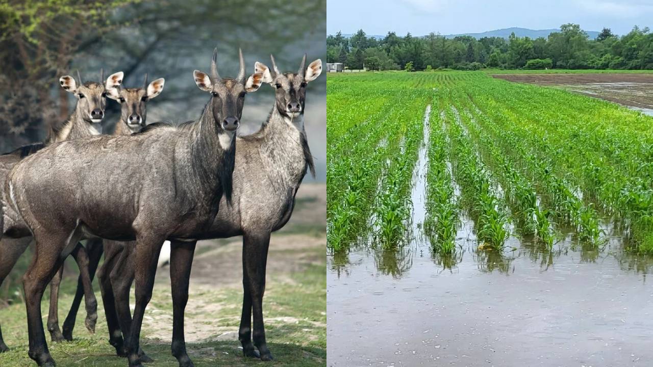 Pmfby Expands Coverage Wild Animal Damage And Paddy Inundation In Crop Insurance Reforms