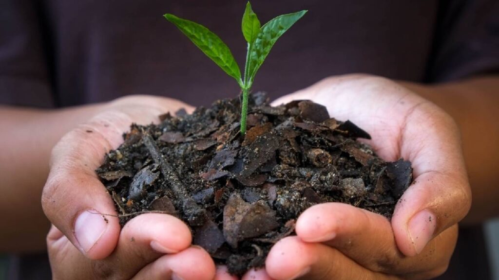 Biochar: A Sustainable Soil Booster Transforming Farming & Protecting the Environment
