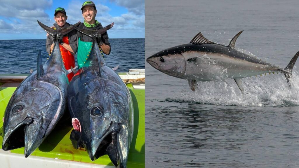 World’s Most Expensive Fish: The Atlantic Bluefin Tuna Sells for Crores, Here’s Why It’s So Valuable