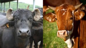 गाय या भैंस – डेयरी फार्मिंग में कौन देता है ज्यादा मुनाफा?