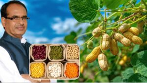 मूंगफली, प्याज और दलहन फसलों के लिए 9700 करोड़ मंजूर, इन राज्यों के किसानों को मिलेगा पैसा