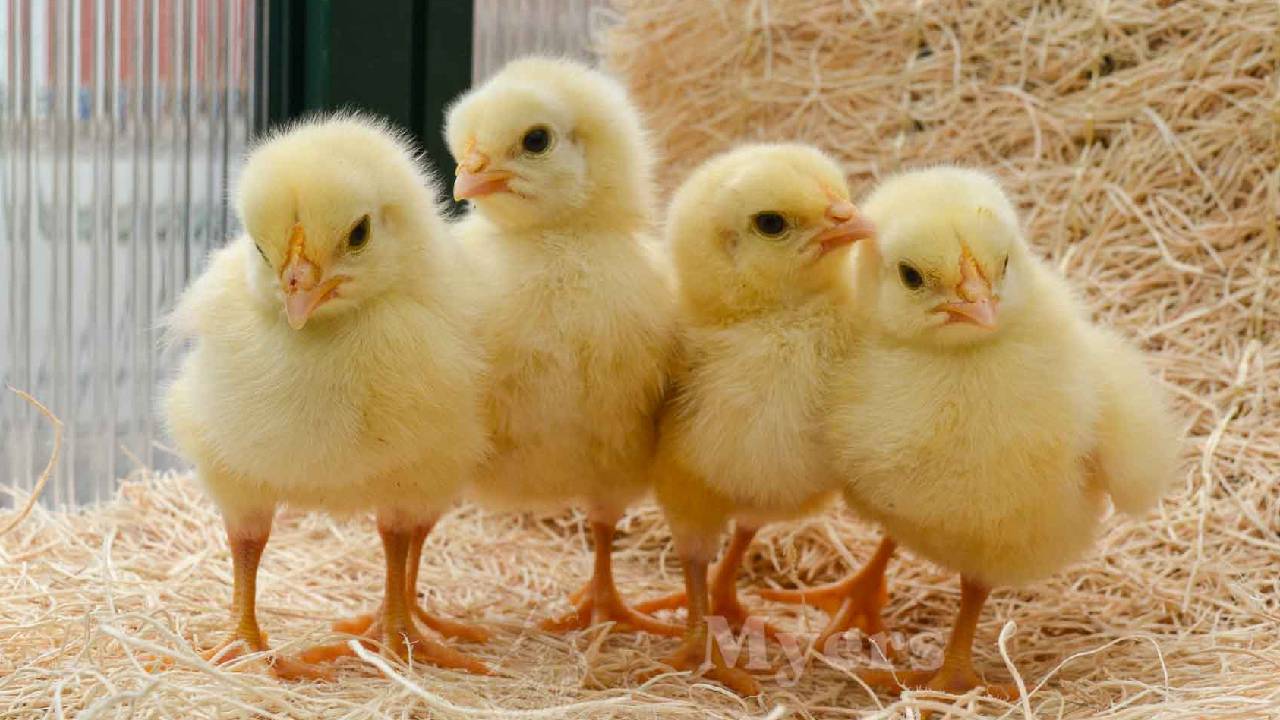Scientific Poultry Farming Earn Lakhs By Raising Chicks With Right Care And Modern Methods