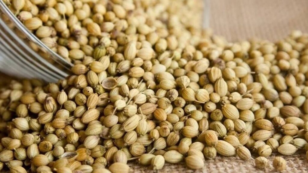 Coriander Cultivation in India: A Complete Guide to Profitable Spice Farming, High Yield Varieties, and Modern Techniques for Better Income