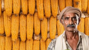 सरकार ने बढ़ाई मक्का खरीद सीमा, अब इस रेट पर 50 क्विंटल तक होगी खरीदी