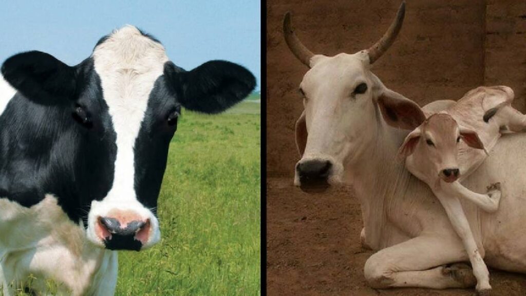 Jersey Cow vs Desi Cow: Which One is More Profitable for Dairy Farming in India? A Complete Comparison of Milk, Cost, and Benefits